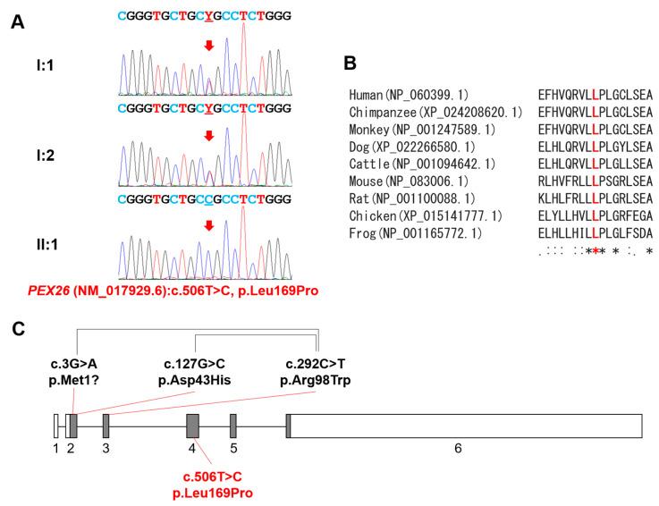 https://cdn.ncbi.nlm.nih.gov/pmc/blobs/9b62/8146857/e2565ec168c1/genes-12-00646-g002.jpg