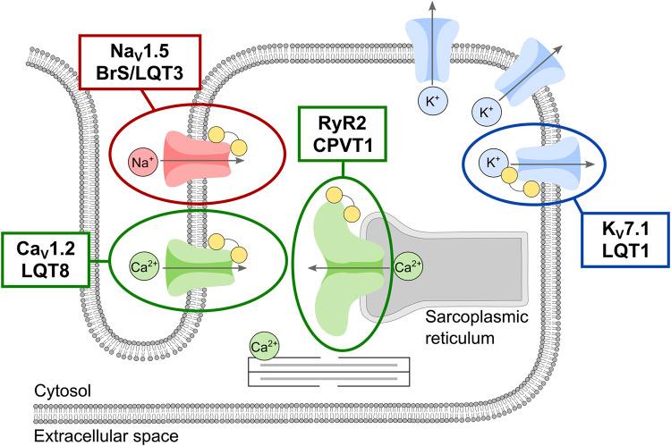 https://cdn.ncbi.nlm.nih.gov/pmc/blobs/9b66/10469309/5aebc8f21e0e/fphar-14-1210140-g004.jpg