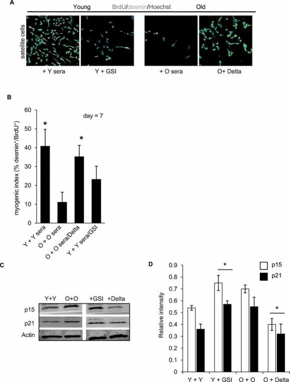 https://cdn.ncbi.nlm.nih.gov/pmc/blobs/9b68/3378152/2689a1532a60/emmm0001-0381-f6.jpg