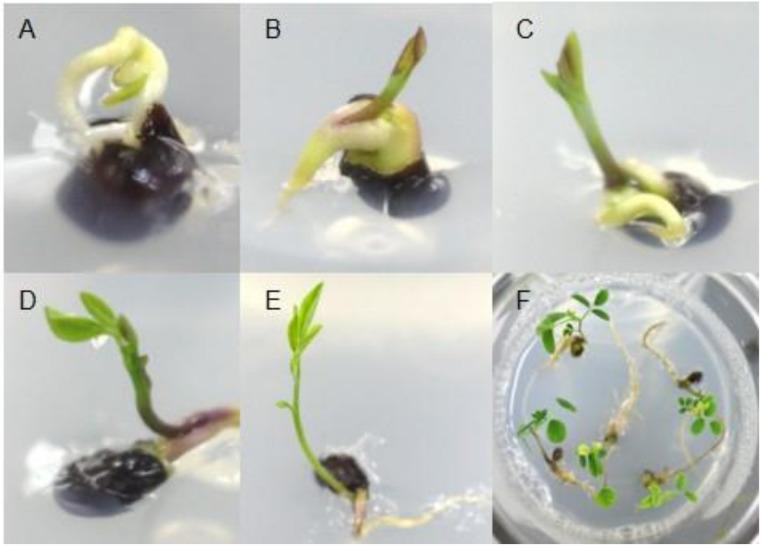 https://cdn.ncbi.nlm.nih.gov/pmc/blobs/9b6e/7356026/9dd369f05e69/plants-09-00688-g001.jpg