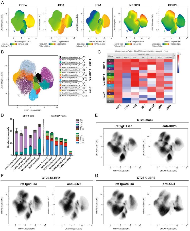 https://cdn.ncbi.nlm.nih.gov/pmc/blobs/9b70/12191310/19f11ebe9a55/cells-14-00893-g006.jpg