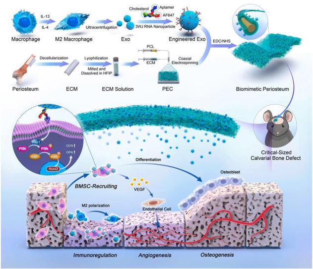 https://cdn.ncbi.nlm.nih.gov/pmc/blobs/9b71/12002949/17768156074c/ga1.jpg