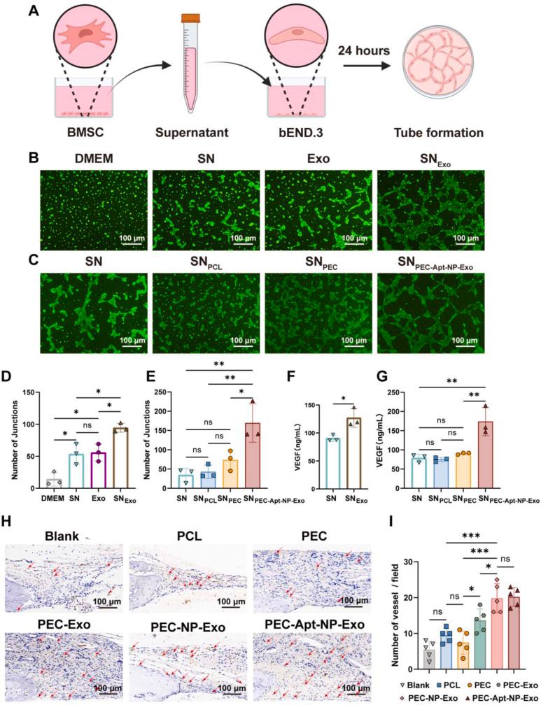 https://cdn.ncbi.nlm.nih.gov/pmc/blobs/9b71/12002949/4805492d25ad/gr6.jpg