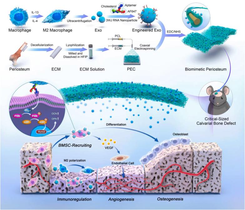 https://cdn.ncbi.nlm.nih.gov/pmc/blobs/9b71/12002949/e18f0d1756a2/sc1.jpg