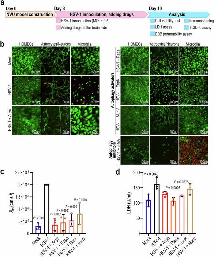 https://cdn.ncbi.nlm.nih.gov/pmc/blobs/9b73/12008363/1c0150f1aa2a/41467_2025_59042_Fig6_HTML.jpg