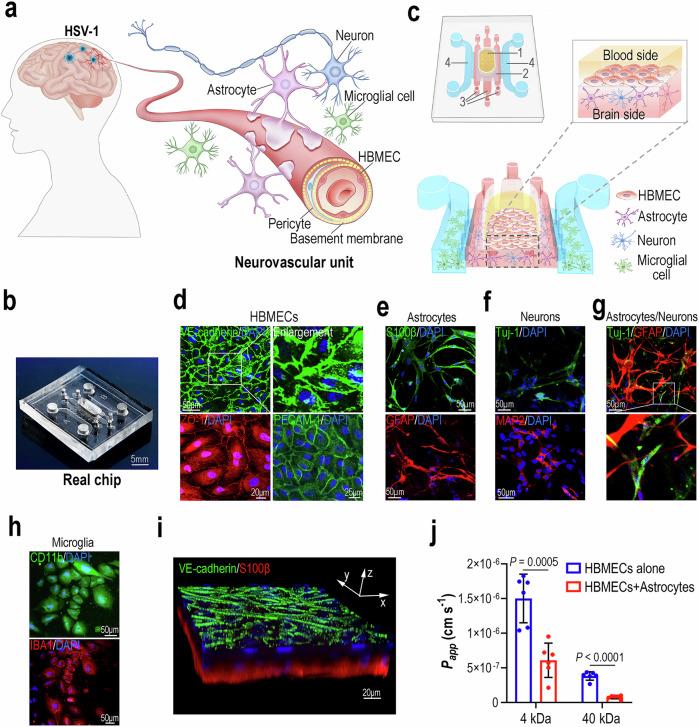 https://cdn.ncbi.nlm.nih.gov/pmc/blobs/9b73/12008363/65b027c1daee/41467_2025_59042_Fig1_HTML.jpg