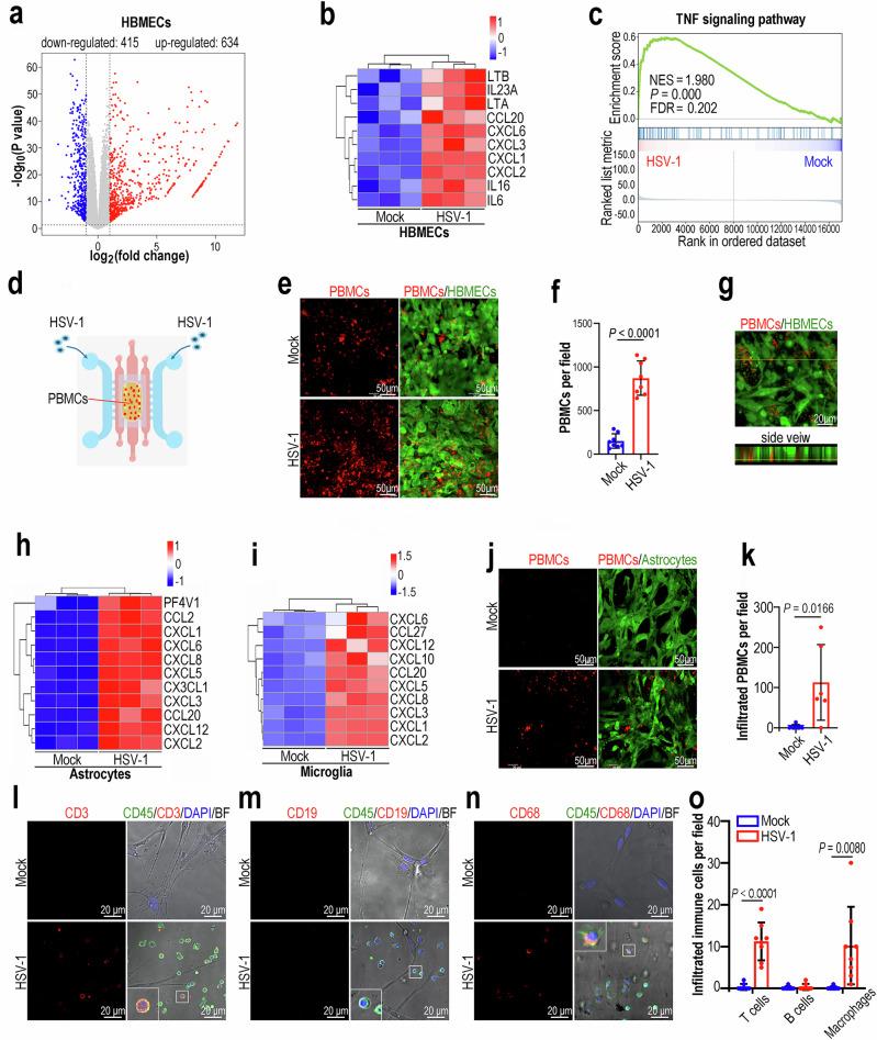 https://cdn.ncbi.nlm.nih.gov/pmc/blobs/9b73/12008363/768ffd5589c5/41467_2025_59042_Fig4_HTML.jpg