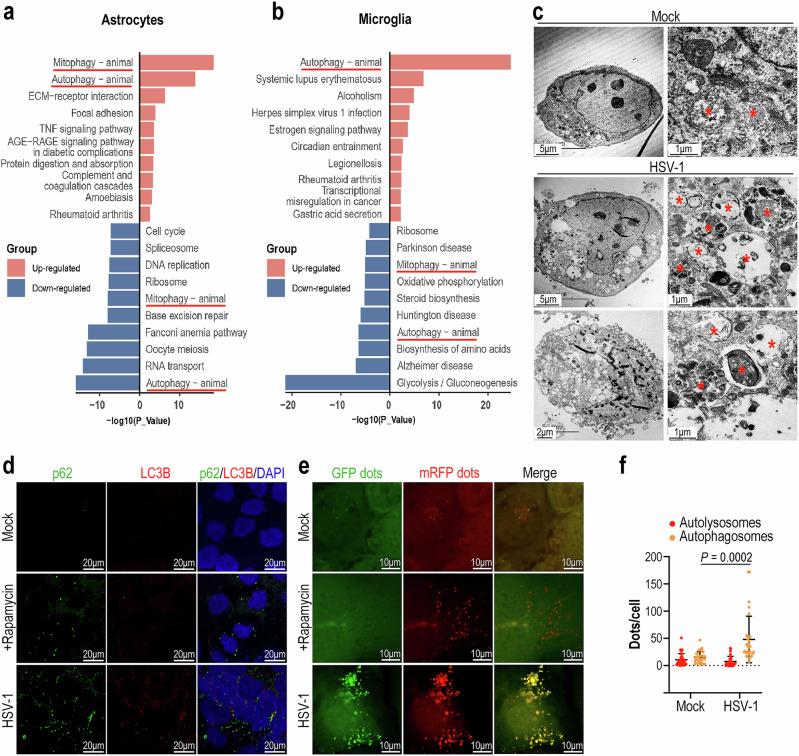 https://cdn.ncbi.nlm.nih.gov/pmc/blobs/9b73/12008363/e49707059b87/41467_2025_59042_Fig5_HTML.jpg