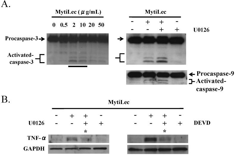 https://cdn.ncbi.nlm.nih.gov/pmc/blobs/9b73/4699244/cfdf0ff5a20c/marinedrugs-13-07071-g007.jpg
