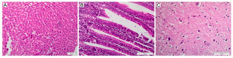 https://cdn.ncbi.nlm.nih.gov/pmc/blobs/9b73/9655879/9a778921ec2a/polymers-14-04582-g008.jpg