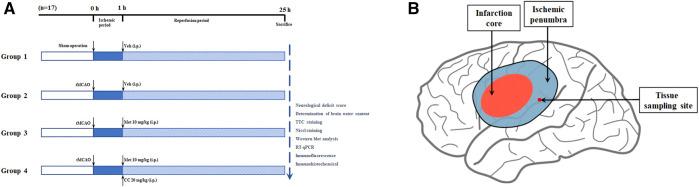 https://cdn.ncbi.nlm.nih.gov/pmc/blobs/9b74/9010658/18f1b76af1c3/fphar-13-832611-g001.jpg