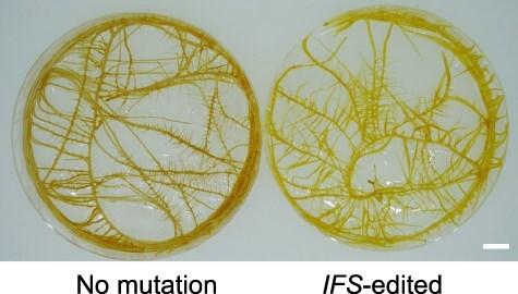 https://cdn.ncbi.nlm.nih.gov/pmc/blobs/9b76/11957240/659ded45dbb7/pcae151f3.jpg