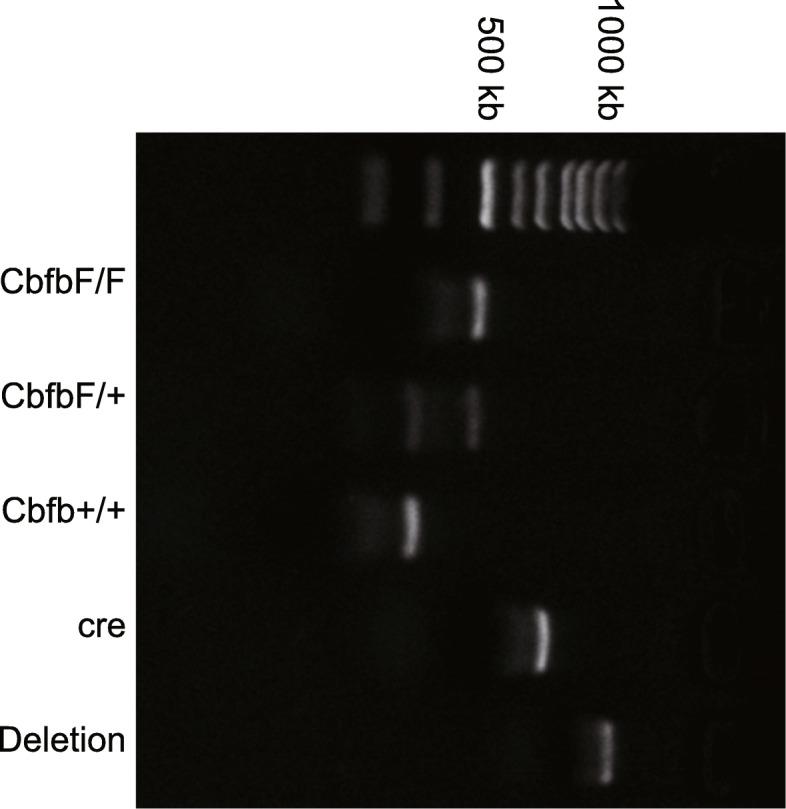https://cdn.ncbi.nlm.nih.gov/pmc/blobs/9b76/8120848/12b27f8d2a2b/13018_2021_2410_Fig1_HTML.jpg