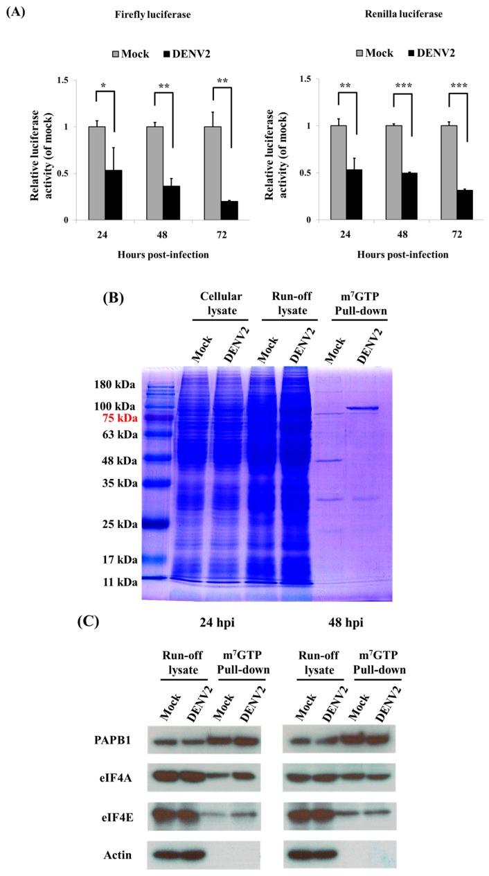 https://cdn.ncbi.nlm.nih.gov/pmc/blobs/9b78/5618028/913e5733f272/viruses-09-00262-g002.jpg
