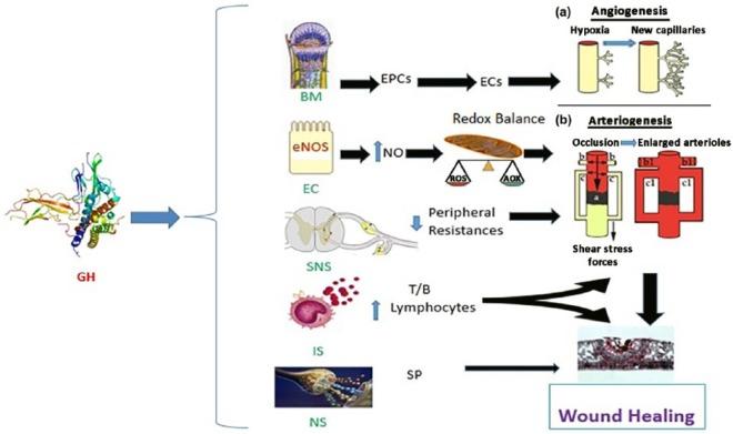 https://cdn.ncbi.nlm.nih.gov/pmc/blobs/9b7a/5933591/b349fb3611c6/10.1177_1753944717745494-fig5.jpg