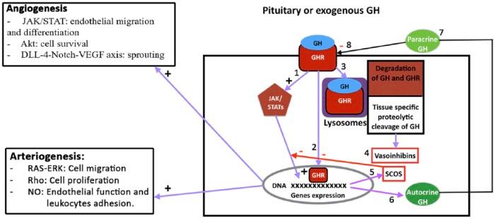 https://cdn.ncbi.nlm.nih.gov/pmc/blobs/9b7a/5933591/d26456baf971/10.1177_1753944717745494-fig10.jpg