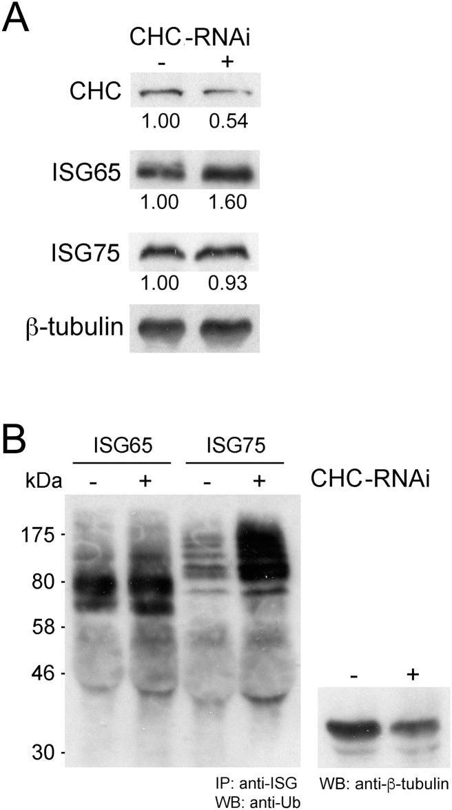https://cdn.ncbi.nlm.nih.gov/pmc/blobs/9b7b/4619645/c8485e8f0cbf/ppat.1005236.g003.jpg