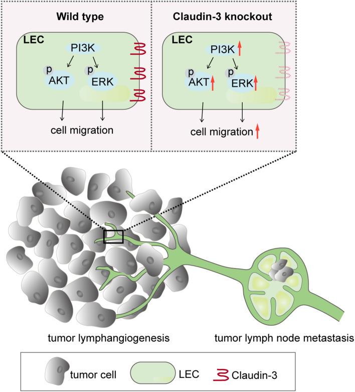 https://cdn.ncbi.nlm.nih.gov/pmc/blobs/9b7c/9581975/19c894b20420/41598_2022_22156_Fig7_HTML.jpg