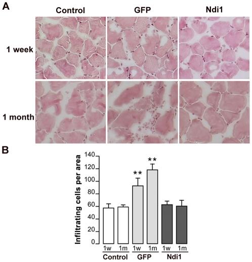 https://cdn.ncbi.nlm.nih.gov/pmc/blobs/9b7d/3185062/746b26e5ac2b/pone.0025910.g001.jpg