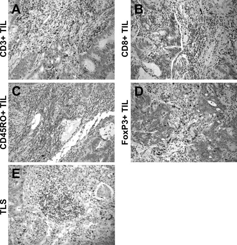 https://cdn.ncbi.nlm.nih.gov/pmc/blobs/9b82/5035322/d03aafb284ee/10585_2016_9813_Fig1_HTML.jpg
