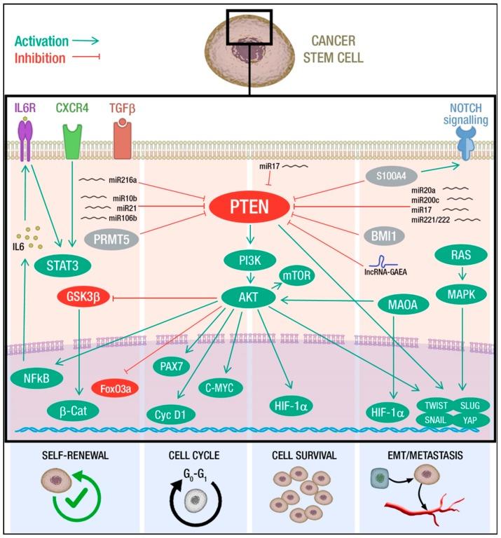 https://cdn.ncbi.nlm.nih.gov/pmc/blobs/9b89/6721423/ad4070b66abe/cancers-11-01076-g001.jpg