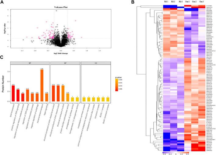 https://cdn.ncbi.nlm.nih.gov/pmc/blobs/9b8b/8232884/7ec52ace86b6/fphar-12-618123-g004.jpg
