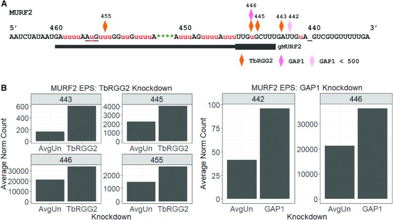 https://cdn.ncbi.nlm.nih.gov/pmc/blobs/9b8f/6468165/6ceaad8b028c/gkz012fig8.jpg
