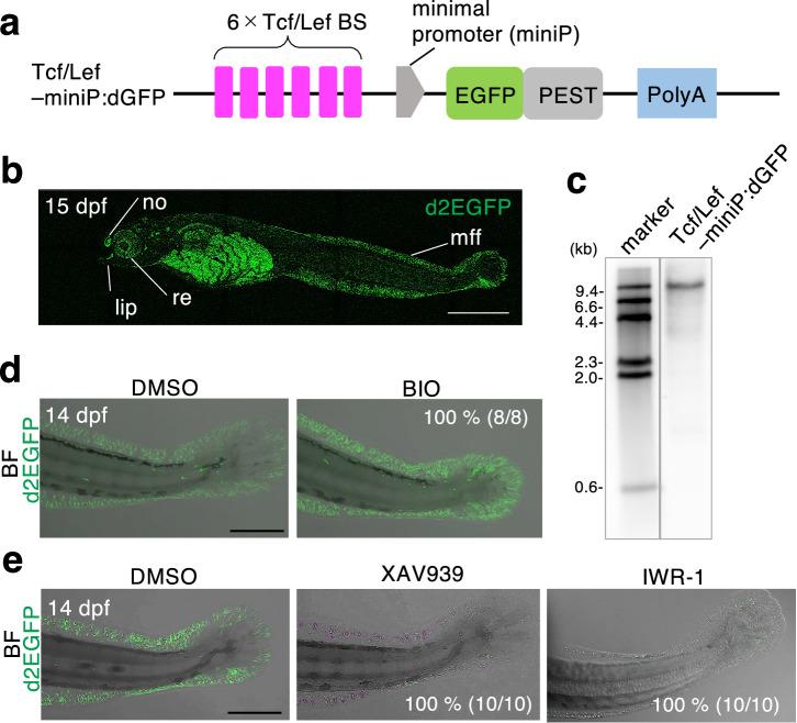 https://cdn.ncbi.nlm.nih.gov/pmc/blobs/9b91/11059364/749b2686d88a/41514_2024_149_Fig1_HTML.jpg