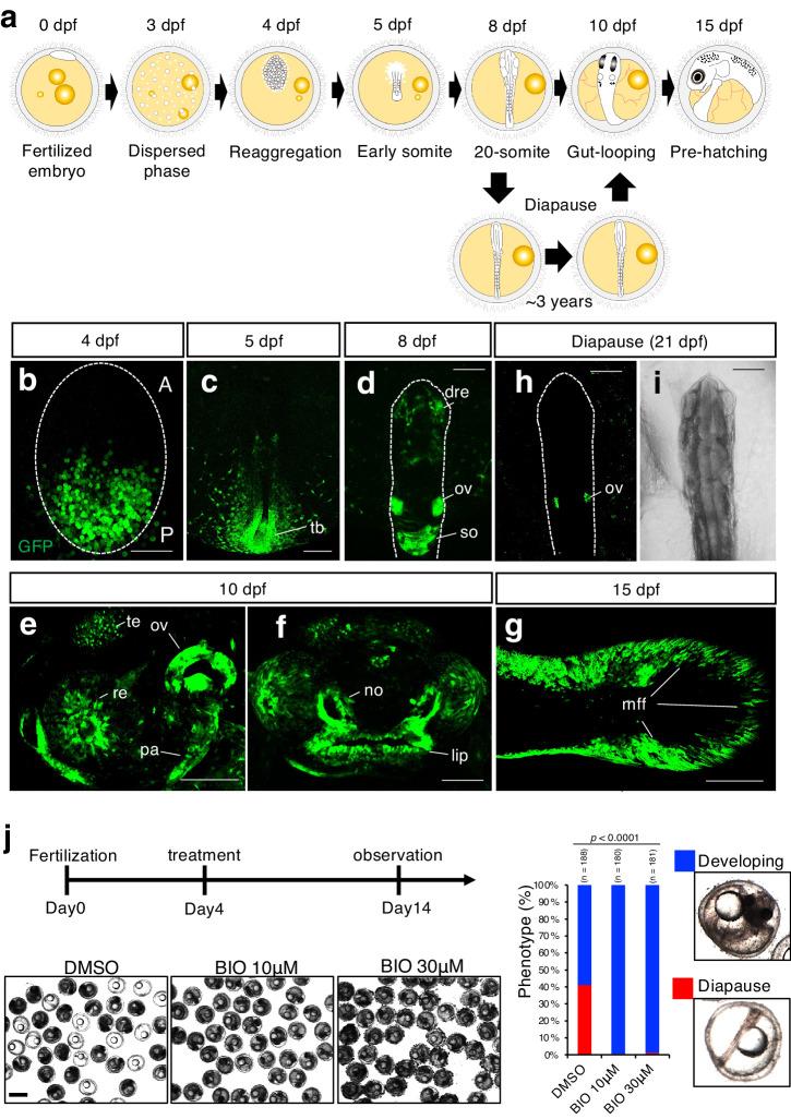 https://cdn.ncbi.nlm.nih.gov/pmc/blobs/9b91/11059364/d3e422c508a0/41514_2024_149_Fig2_HTML.jpg