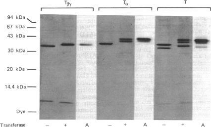 https://cdn.ncbi.nlm.nih.gov/pmc/blobs/9b94/1148613/337a0c230799/biochemj00241-0131-a.jpg