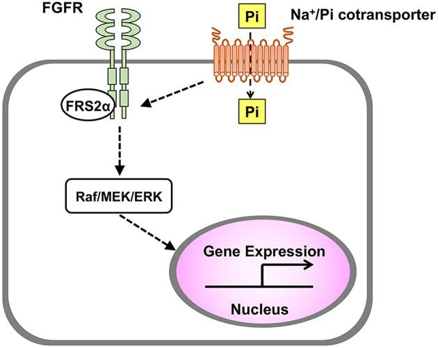 https://cdn.ncbi.nlm.nih.gov/pmc/blobs/9b96/6443631/3ec62e77e298/fendo-10-00180-g0002.jpg