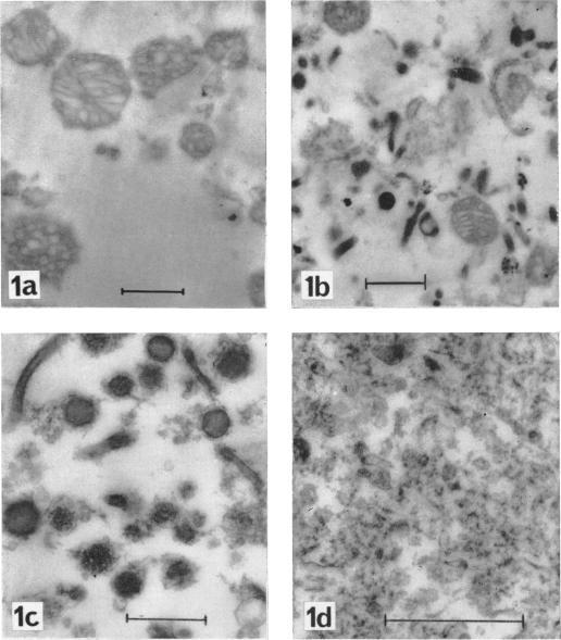 https://cdn.ncbi.nlm.nih.gov/pmc/blobs/9b98/1214348/b6f303a590ab/biochemj00767-0212-a.jpg