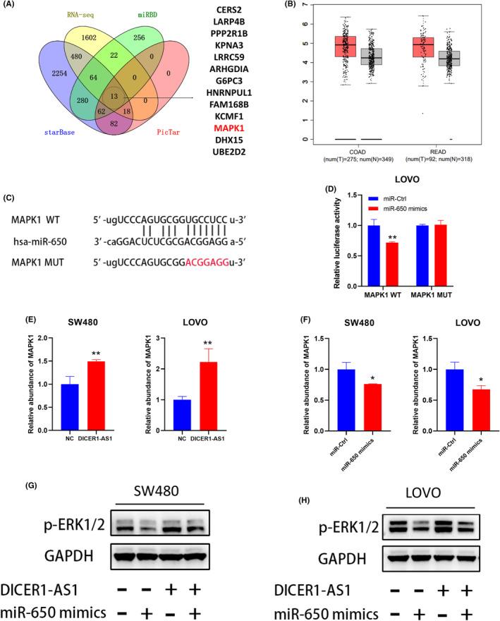 https://cdn.ncbi.nlm.nih.gov/pmc/blobs/9b9a/10134332/2ce9fb6edcf6/CAM4-12-8351-g005.jpg