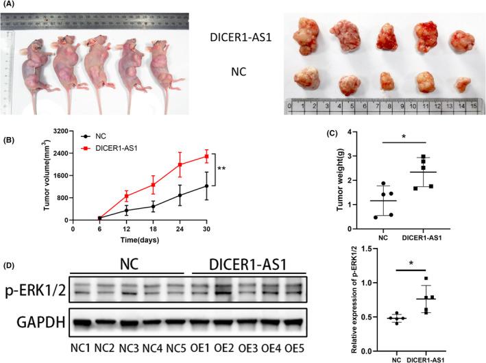 https://cdn.ncbi.nlm.nih.gov/pmc/blobs/9b9a/10134332/ea614a5d227b/CAM4-12-8351-g003.jpg