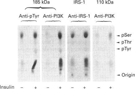 https://cdn.ncbi.nlm.nih.gov/pmc/blobs/9b9b/1132276/57c0f0583fe6/biochemj00116-0044-a.jpg