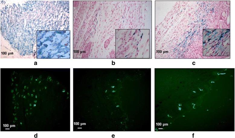 https://cdn.ncbi.nlm.nih.gov/pmc/blobs/9b9e/5446710/68d8d49b4fdf/12860_2017_140_Fig7_HTML.jpg