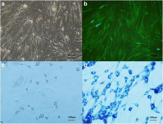 https://cdn.ncbi.nlm.nih.gov/pmc/blobs/9b9e/5446710/964ee0d1147a/12860_2017_140_Fig1_HTML.jpg