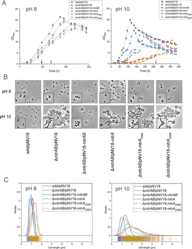 https://cdn.ncbi.nlm.nih.gov/pmc/blobs/9b9f/9602371/a05551dd659b/spectrum.02311-22-f001.jpg