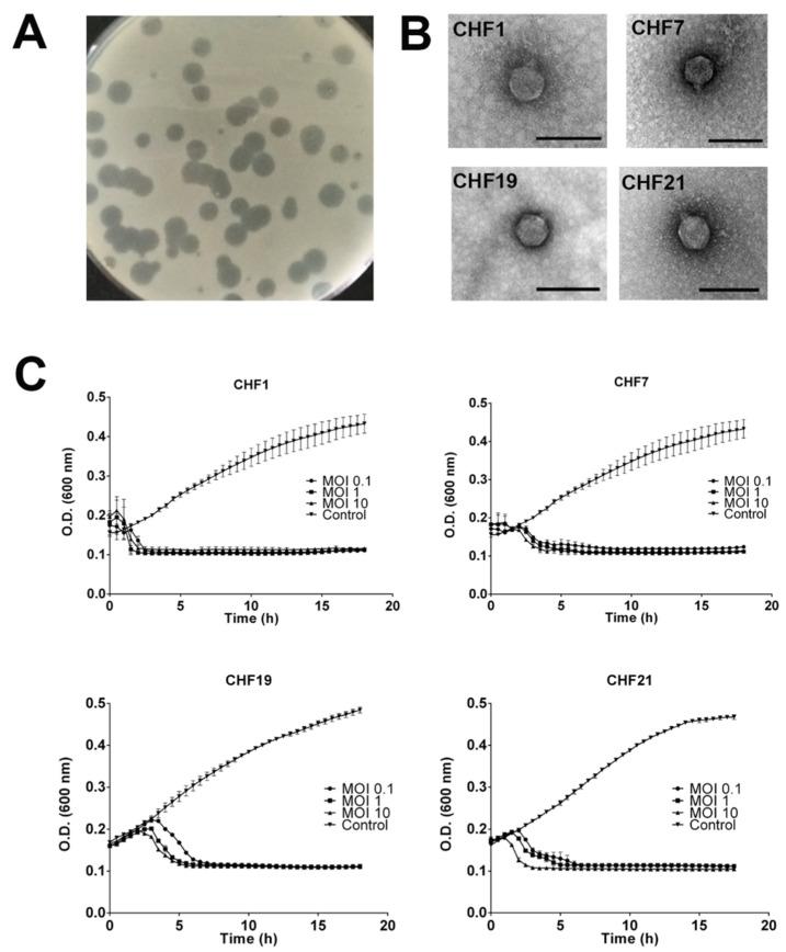 https://cdn.ncbi.nlm.nih.gov/pmc/blobs/9ba0/7409275/1d82ba1a416a/microorganisms-08-00974-g002.jpg