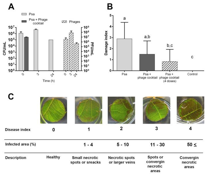https://cdn.ncbi.nlm.nih.gov/pmc/blobs/9ba0/7409275/79a1621030ec/microorganisms-08-00974-g004.jpg