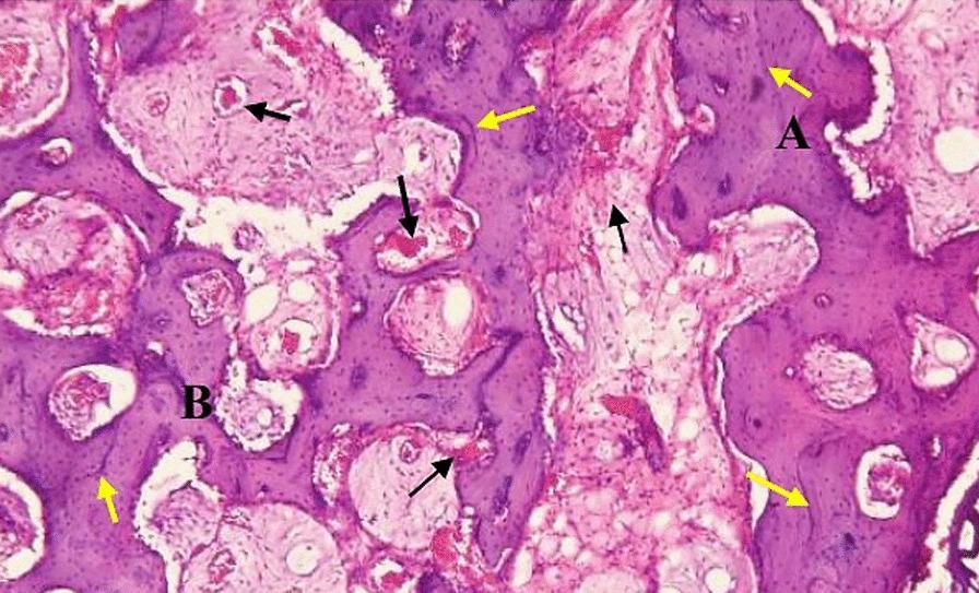 https://cdn.ncbi.nlm.nih.gov/pmc/blobs/9ba1/8489104/747b3a002e8d/12903_2021_1847_Fig6_HTML.jpg