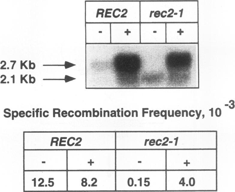 https://cdn.ncbi.nlm.nih.gov/pmc/blobs/9ba2/359155/9c3c7d5f328a/molcellb00009-0690-a.jpg