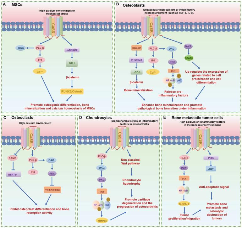 https://cdn.ncbi.nlm.nih.gov/pmc/blobs/9ba5/12374810/214b53b4b7ce/ijbsv21p4736g005.jpg