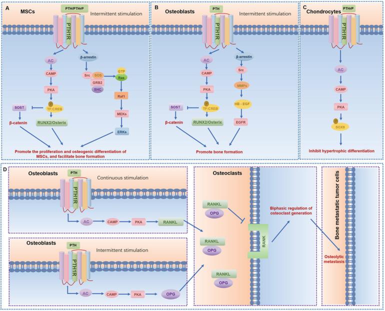 https://cdn.ncbi.nlm.nih.gov/pmc/blobs/9ba5/12374810/5325224310df/ijbsv21p4736g004.jpg
