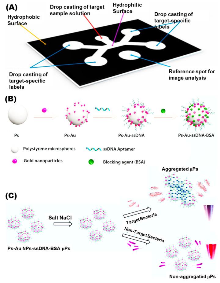 https://cdn.ncbi.nlm.nih.gov/pmc/blobs/9ba5/9953818/ab276c60e194/biosensors-13-00249-g004.jpg