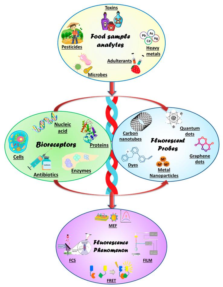 https://cdn.ncbi.nlm.nih.gov/pmc/blobs/9ba5/9953818/e55ccd5f5ba1/biosensors-13-00249-g001.jpg