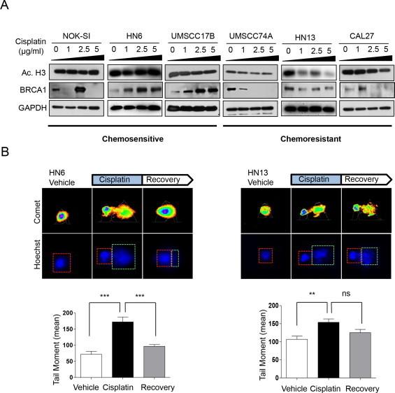 https://cdn.ncbi.nlm.nih.gov/pmc/blobs/9ba6/3907686/583fb8a42490/gr2.jpg