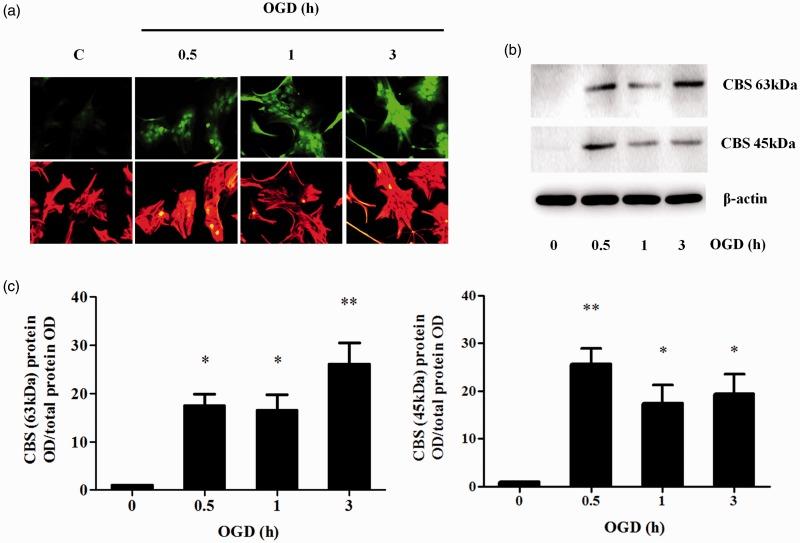https://cdn.ncbi.nlm.nih.gov/pmc/blobs/9ba9/4397212/cb3cc73b5a9c/10.1177_1759091415578711-fig4.jpg