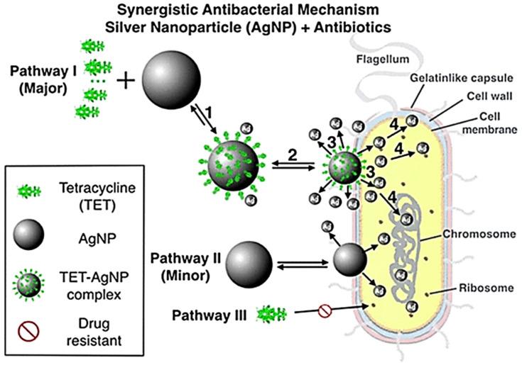 https://cdn.ncbi.nlm.nih.gov/pmc/blobs/9baa/11354832/eb94e1303293/ijms-25-08915-g002.jpg