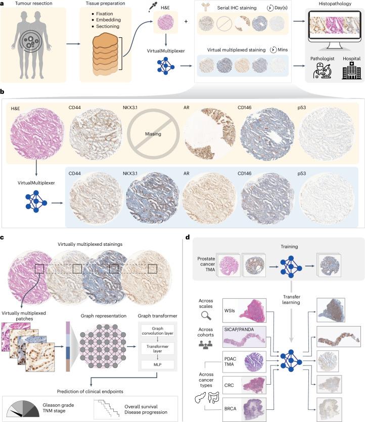 https://cdn.ncbi.nlm.nih.gov/pmc/blobs/9bab/11415301/2a15fa8cd2f8/42256_2024_889_Fig1_HTML.jpg